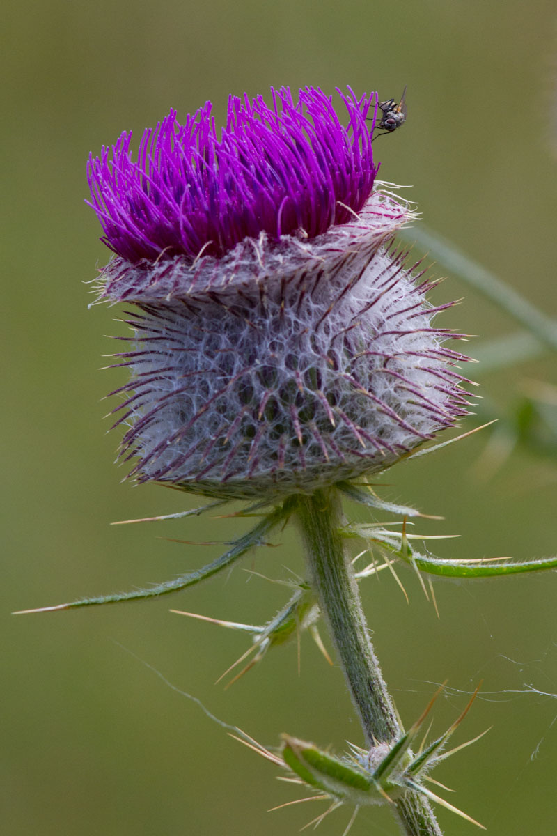 Cirsium eriophorum / Cardo scardaccio